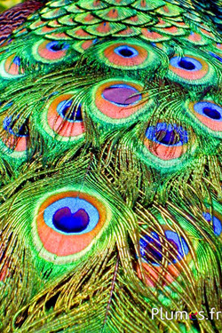 Pauw blauw - 65-75 cm - natuurlijk